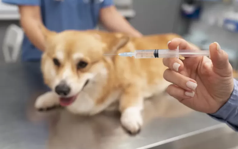 Nuevas jornadas de vacunaci&oacute;n veterinaria gratuita en Olmos