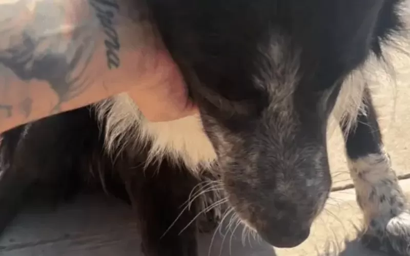 Rescataron a un perro malherido en el casco urbano y buscan un hogar responsable que quiera adoptarlo