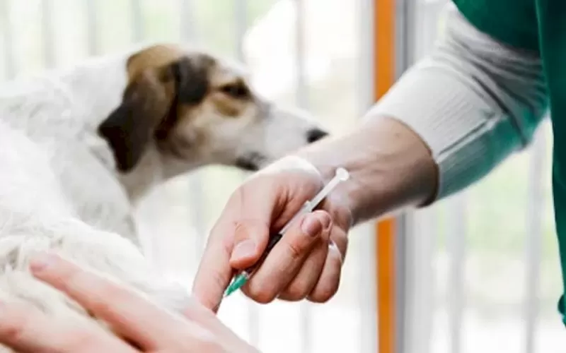 Nuevas jornadas gratuitas de vacunaci&oacute;n veterinaria en Los Hornos