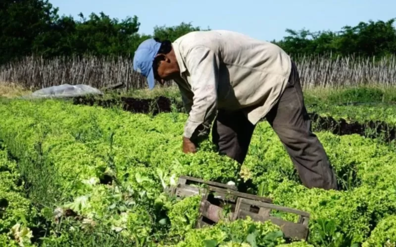 La Plata: productores tiran verduras porque cosecharlas cuesta m&aacute;s que venderlas
