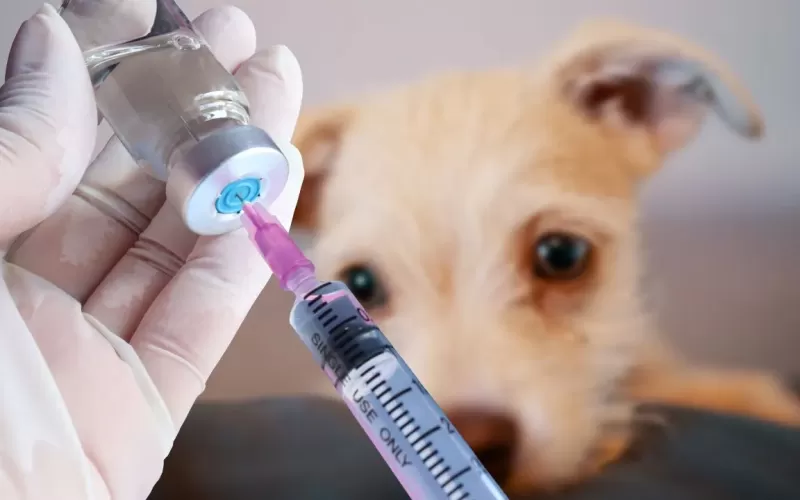 Llegan jornadas municipales de vacunaci&oacute;n veterinaria gratuita a Villa Elvira