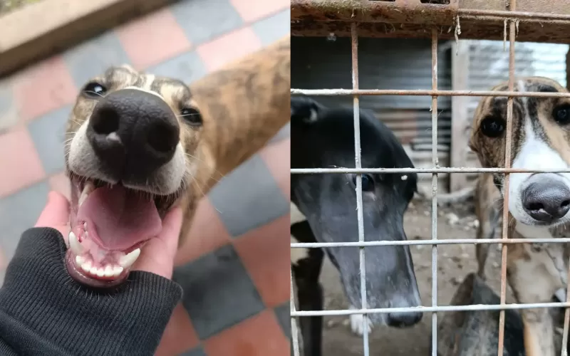 Rescatan a cinco galgos hacinados y desnutridos en un operativo contra el maltrato