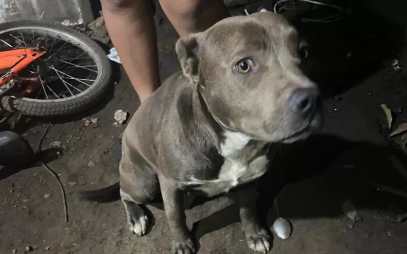 Tragedia y dolor en La Plata: un niño fue atacado por perros y hay imputados